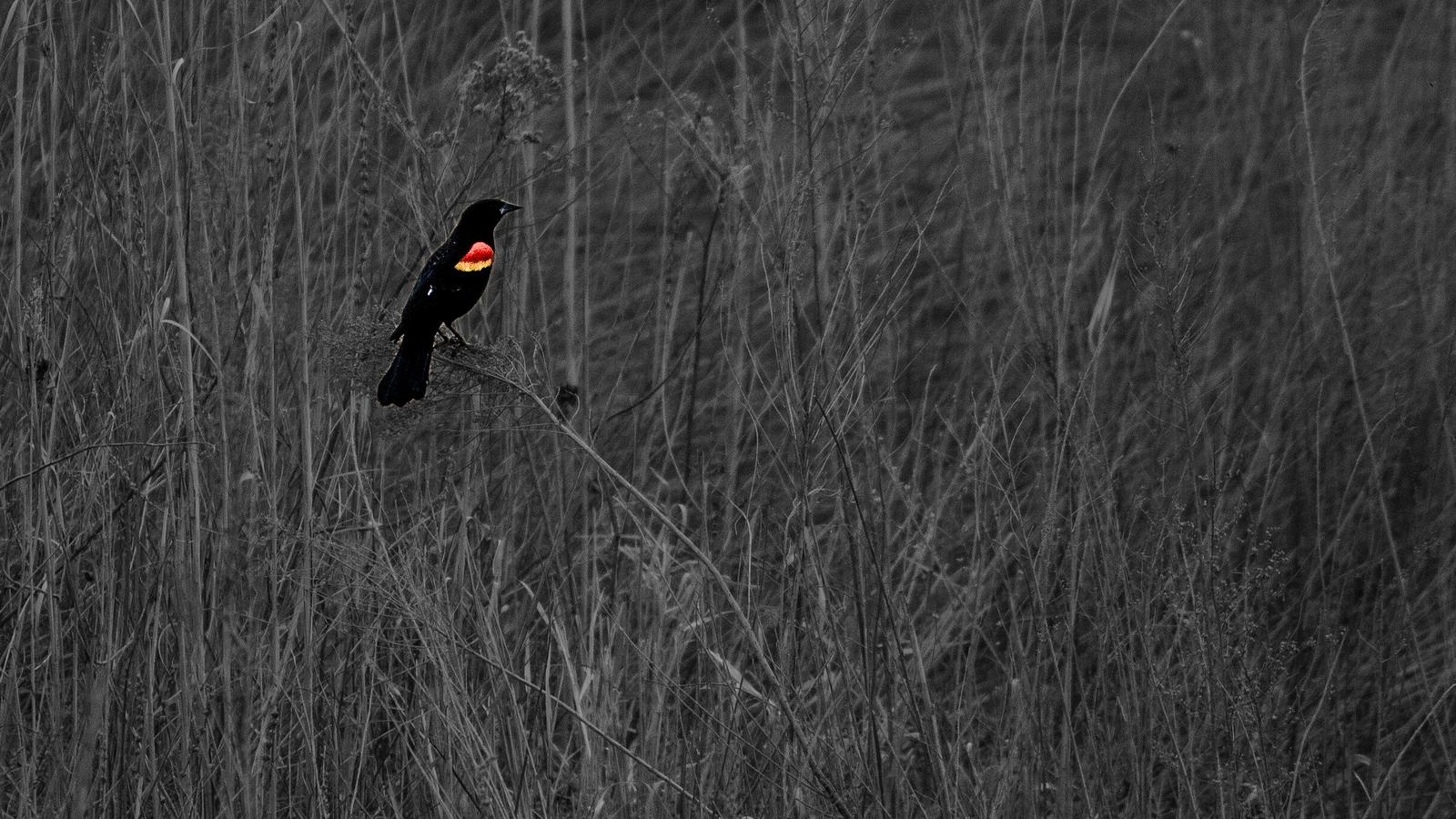 A red-winged blackbird perched in grey marsh grass